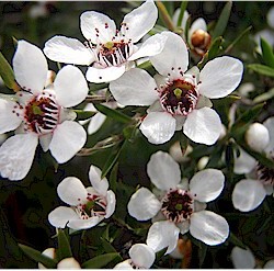 “Manuka honey opens door for effective treatment of chronic wounds”