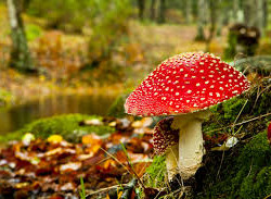 Autumn Newsletter 2013